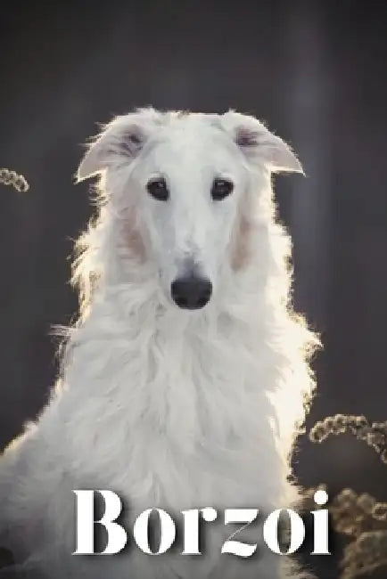 Borzoi: Dog breed overview and guide by Nina Pustova