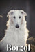 Borzoi: Dog breed overview and guide by Nina Pustova