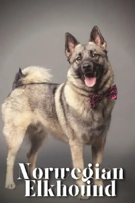 Norwegian Elkhound: Dog breed overview and guide by Nina Pustova