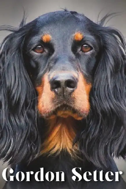 Gordon Setter: Dog breed overview and guide by Nina Pustova