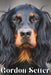 Gordon Setter: Dog breed overview and guide by Nina Pustova