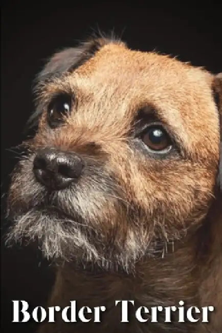 Border Terrier: Dog breed overview and guide by Nina Pustova