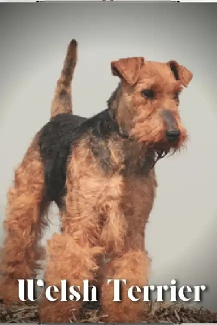 Welsh Terrier: Dog breed overview and guide by Nina Pustova