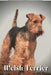 Welsh Terrier: Dog breed overview and guide by Nina Pustova