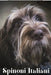 Spinoni Italiani: Dog breed overview and guide by Nina Pustova