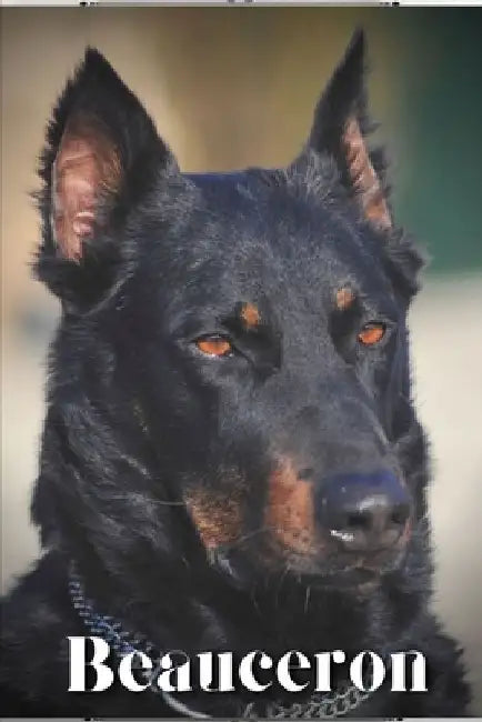Beauceron: Dog breed overview and guide by Nina Pustova