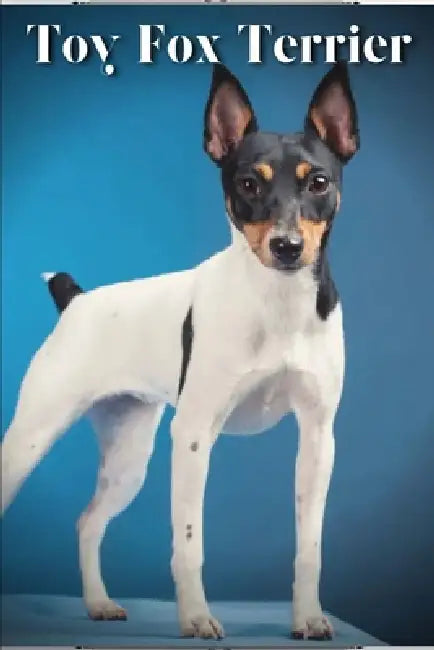 Toy Fox Terrier: Dog breed overview and guide by Nina Pustova