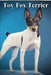 Toy Fox Terrier: Dog breed overview and guide by Nina Pustova
