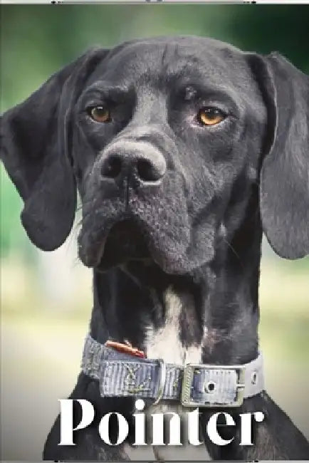Pointer: Dog breed overview and guide by Nina Pustova