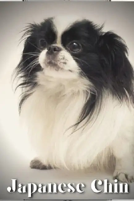Japanese Chin: Dog breed overview and guide by Nina Pustova