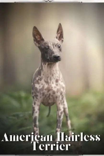 American Hairless Terrier: Dog breed overview and guide by Nina Pustova
