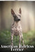 American Hairless Terrier: Dog breed overview and guide by Nina Pustova