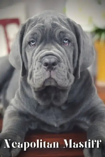Neapolitan Mastiff: Dog breed overview and guide by Nina Pustova