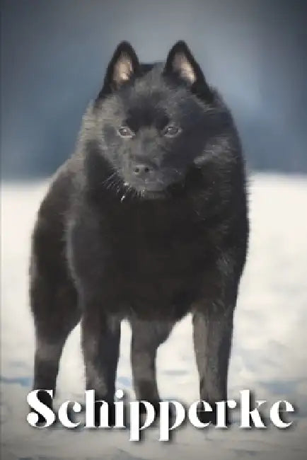 Schipperke: Dog breed overview and guide by Nina Pustova