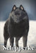 Schipperke: Dog breed overview and guide by Nina Pustova
