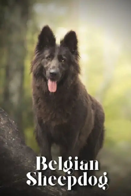 Belgian Sheepdog: Dog breed overview and guide by Nina Pustova