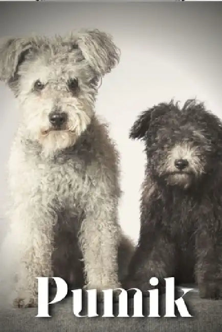 Pumik: Dog breed overview and guide by Nina Pustova