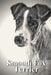 Smooth Fox Terrier: Dog breed overview and guide by Nina Pustova
