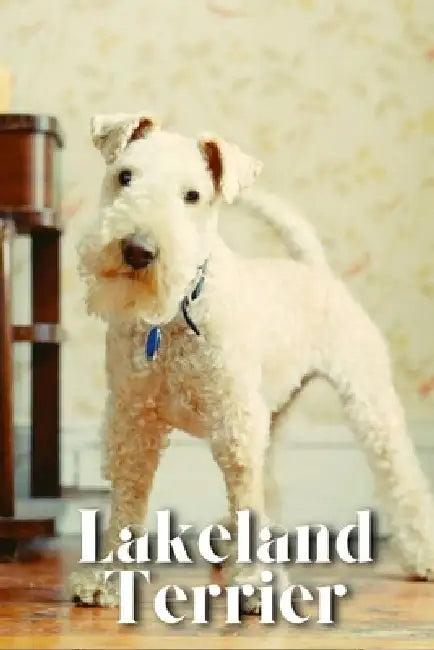 Lakeland Terrier: Dog breed overview and guide by Nina Pustova