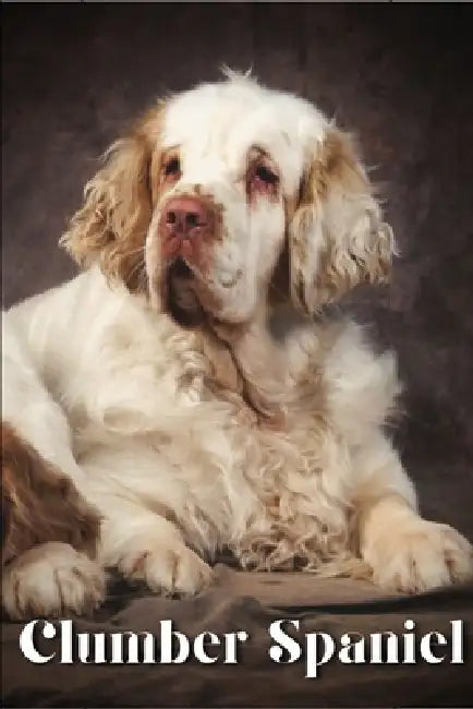 Clumber Spaniel: Dog breed overview and guide by Nina Pustova