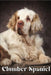 Clumber Spaniel: Dog breed overview and guide by Nina Pustova