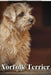 Norfolk Terrier: Dog breed overview and guide by Nina Pustova
