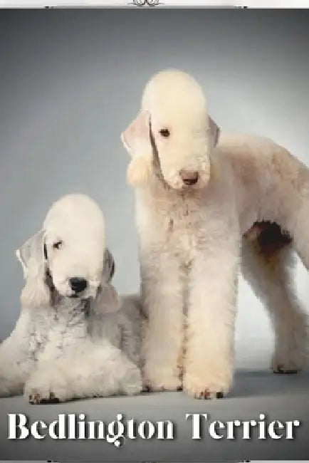 Bedlington Terrier: Dog breed overview and guide by Nina Pustova