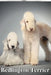 Bedlington Terrier: Dog breed overview and guide by Nina Pustova