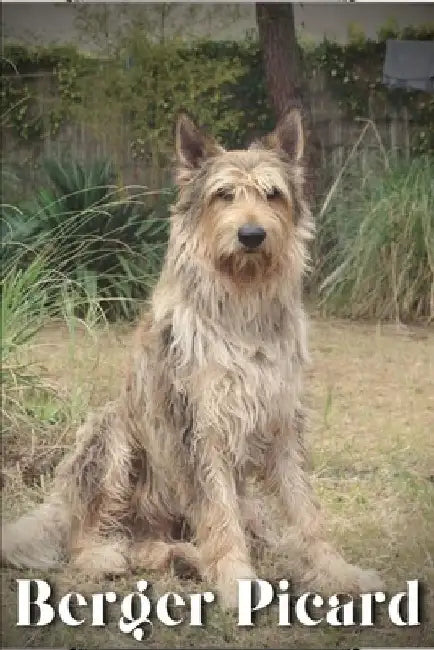 Berger Picard: Dog breed overview and guide by Nina Pustova