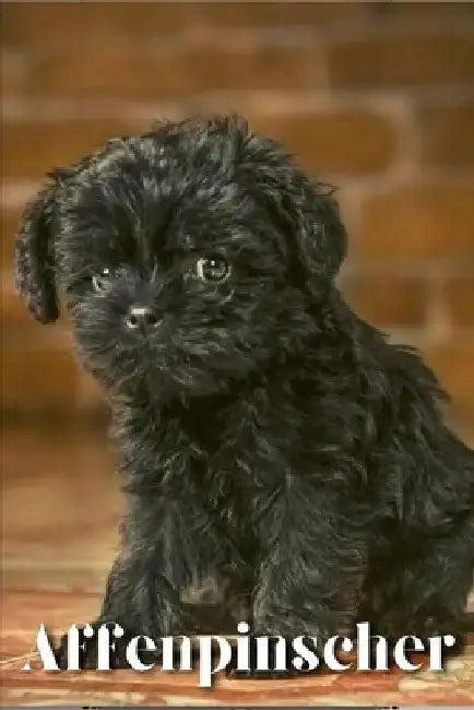 Affenpinscher: Dog breed overview and guide by Nina Pustova
