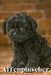 Affenpinscher: Dog breed overview and guide by Nina Pustova