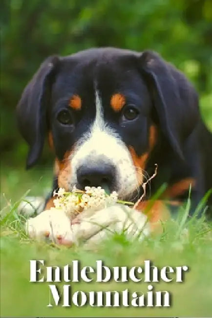 Entlebucher Mountain: Dog breed overview and guide by Nina Pustova