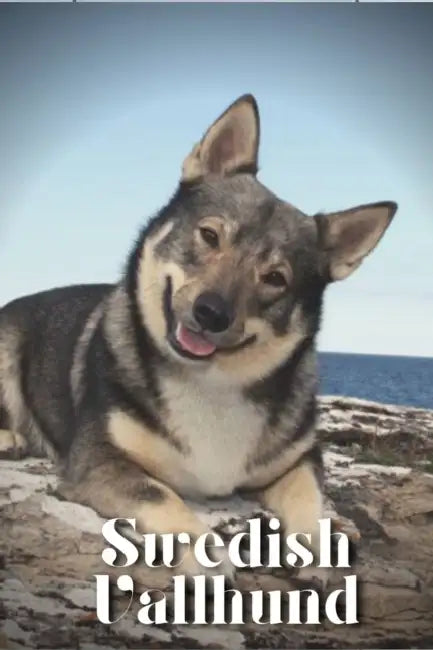 Swedish Vallhund: Dog breed overview and guide by Nina Pustova