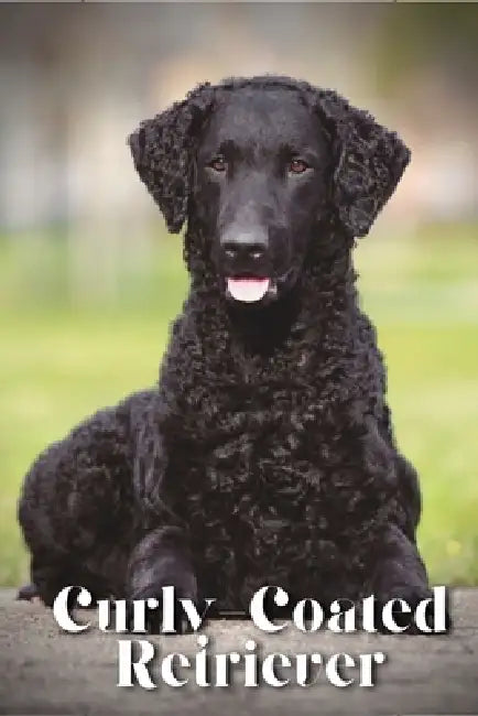 Curly-Coated Retriever: Dog breed overview and guide by Nina Pustova