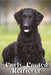 Curly-Coated Retriever: Dog breed overview and guide by Nina Pustova