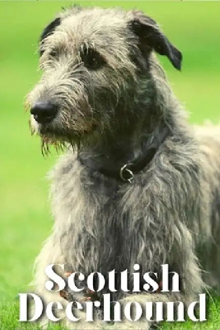 Scottish Deerhound: Dog breed overview and guide by Nina Pustova