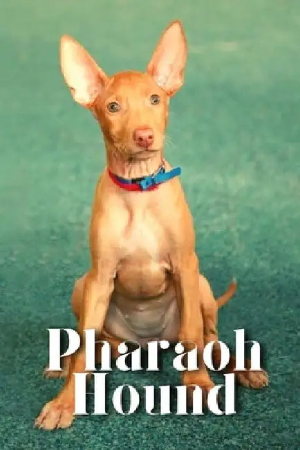 Pharaoh Hound: Dog breed overview and guide by Nina Pustova