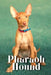 Pharaoh Hound: Dog breed overview and guide by Nina Pustova