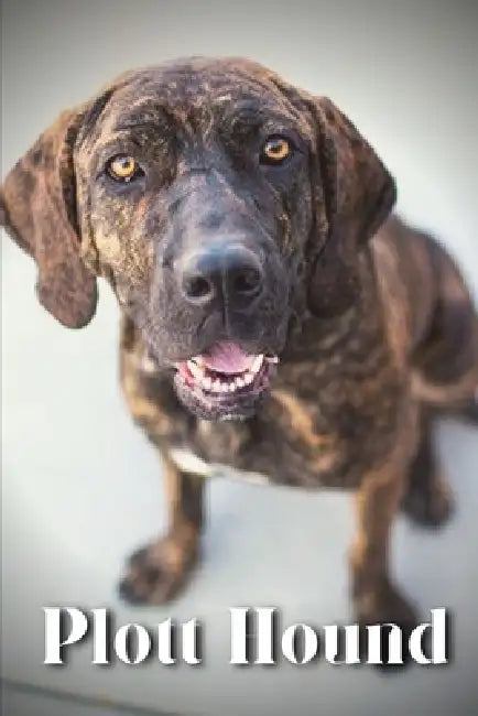 Plott Hound: Dog breed overview and guide by Nina Pustova