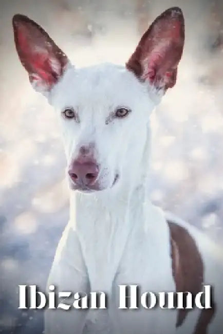 Ibizan Hound: Dog breed overview and guide by Nina Pustova