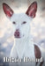 Ibizan Hound: Dog breed overview and guide by Nina Pustova