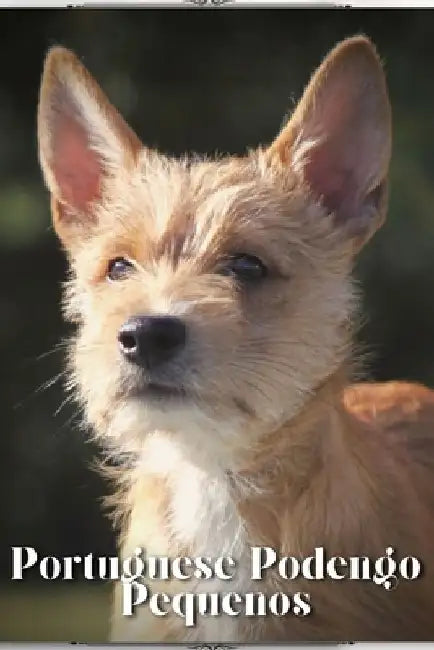 Portuguese Podengo Pequenos: Dog breed overview and guide by Nina Pustova