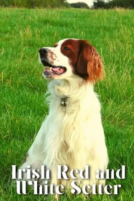 Irish Red and White Setter: Dog breed overview and guide by Nina Pustova