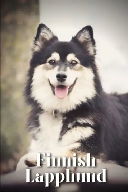 Finnish Lapphund: Dog breed overview and guide by Nina Pustova