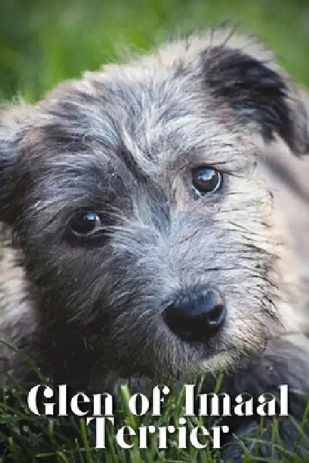 Glen of Imaal Terrier: Dog breed overview and guide by Nina Pustova