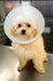 A Celebration of All Pets and Companion Animals: A Collection of Poems by Peter Freeman