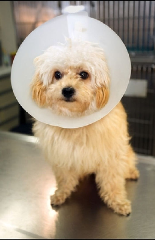 A Celebration of All Pets and Companion Animals: A Collection of Poems by Peter Freeman