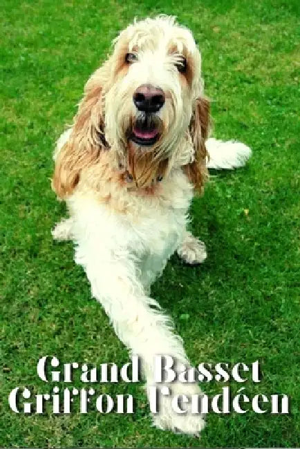 Grand Basset Griffon Vendéen: Dog breed overview and guide by Nina Pustova