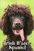 Irish Water Spaniel: Dog breed overview and guide by Nina Pustova