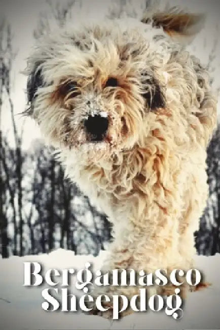 Bergamasco Sheepdog: Dog breed overview and guide by Nina Pustova